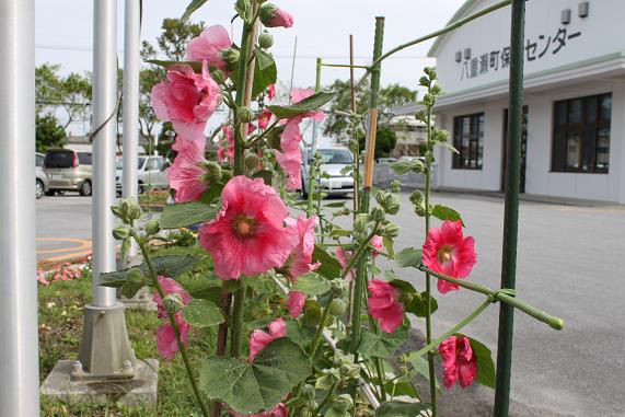 雨の中に咲く花タチアオイ